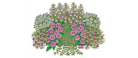 ROSA-PINKE PFLANZIDEEN