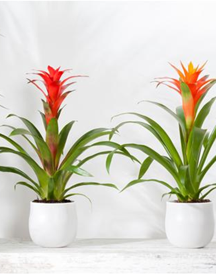 TROPENZAUBER BROMELIEN