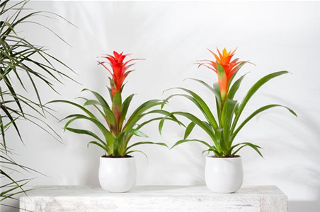 TROPENZAUBER BROMELIEN