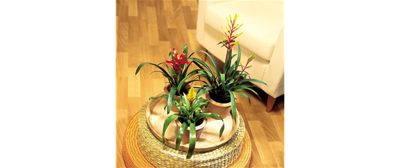 TROPENZAUBER BROMELIEN