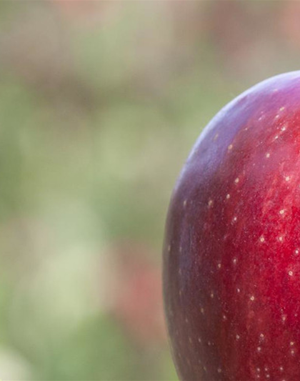 Obstbäume schneiden