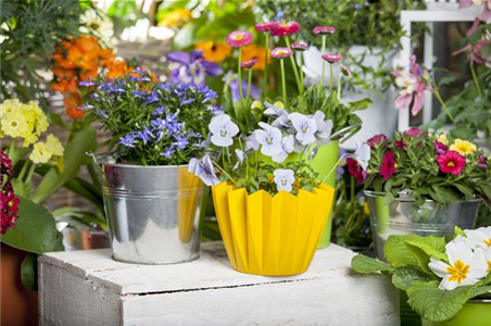 FRüHLING AUF DEM BALKON