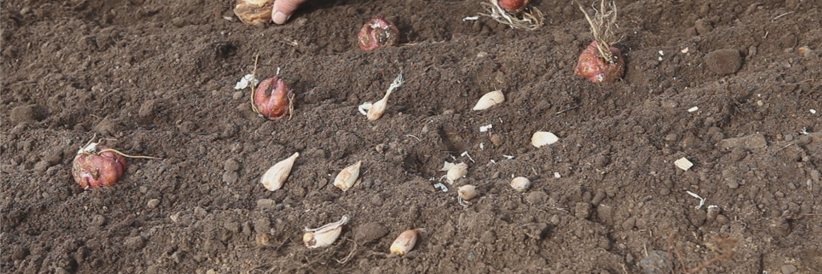 Blumenzwiebeln - Einpflanzen im Garten (thumbnail)