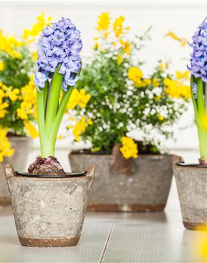 DER FRüHLING WIRD BUNT