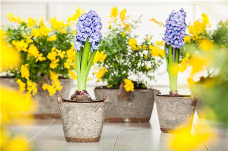 DER FRüHLING WIRD BUNT